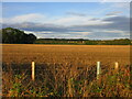 Stubble field at Backhill