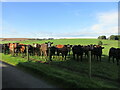 Expectant cattle