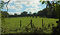SX8467 : Pasture near Clannon Farm by Derek Harper