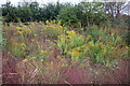 Wild plants by the A505 Royston Bypass