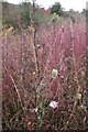 Wild plants by the A505 Royston Bypass