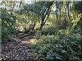 Woodlands in Alexandra Park