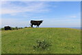 TQ5702 : Black cattle on Coombe Hill, East Sussex by Andrew Diack