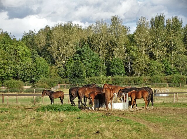 Horses at Lound © Neil Theasby cc-by-sa/2.0 :: Geograph Britain and Ireland
