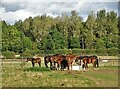 Horses at Lound