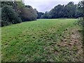 Green area in Highgate Wood