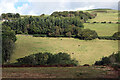 Pasture in Cwm Leri