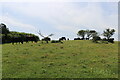 TQ5702 : Herd of black cattle grazing on pasture at Coombe Hill, East Sussex by Andrew Diack