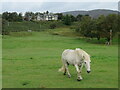 Invermark shooting lodge [and Dobbin]