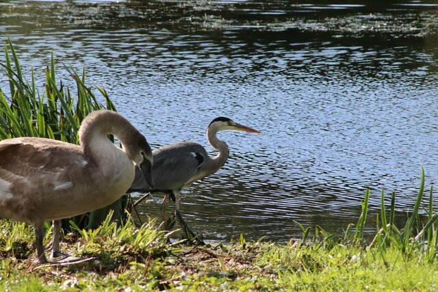 Heron and Swan Cygnet at Rodley Nature Reserve