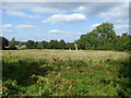 Field north of Burleigh Lane, Crawley Down