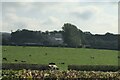 SD5279 : Cattle grazing near Holme Park Quarry by Eirian Evans