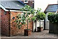 Potted fig and bay trees at Ivy Cottage, New Cut, Westfield