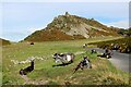 SS7049 : Feral goats in the Valley of Rocks by Martin Tester