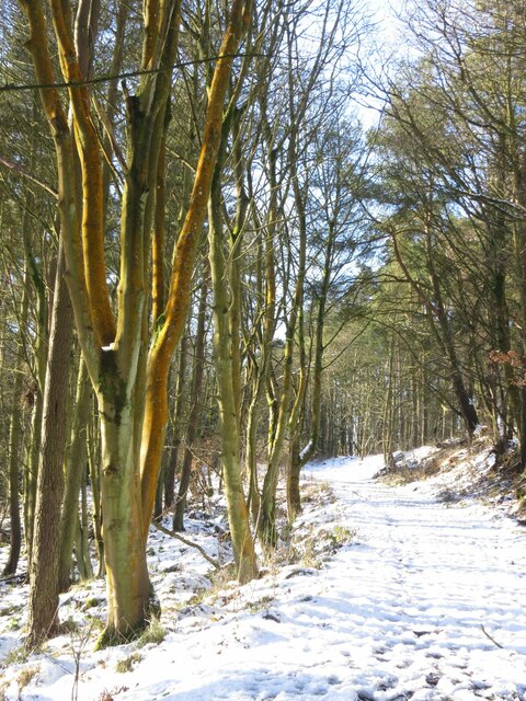 Cullaloe Woods in winter