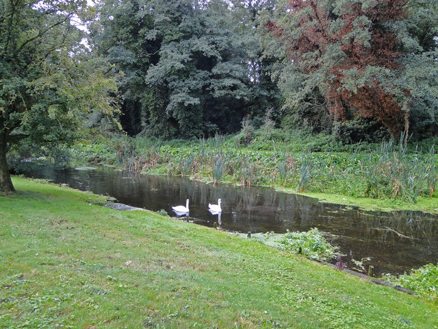 Swans on the headrace at Bardwell watermill
