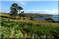 Scots Pines near Tighnabruaich