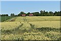 View towards Potash Farm, Crowfield