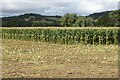 Partially harvested maize