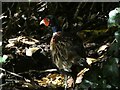 SS2424 : Pheasant at Hartland Abbey by Rob Farrow