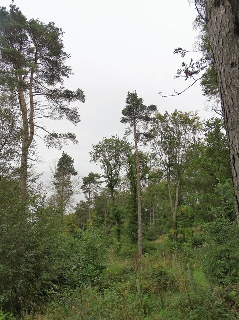 Pine trees in Billingside Plantation
