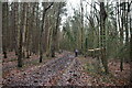 Muddy path, High Castle Wood