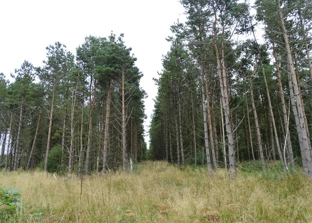 Tall conifers in Billingside Plantation