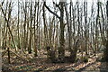 Longham Wood