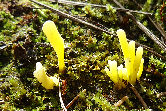 Lichen or Fungus?