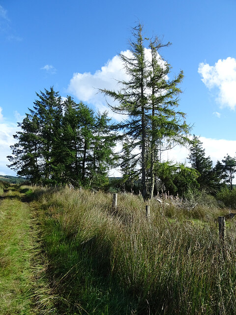 Trees by the Kintyre Way