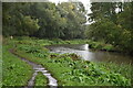 Beside the River Wey at Burpham