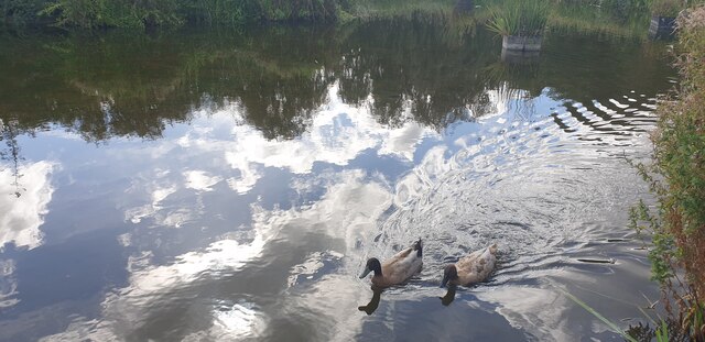 Ducks in Oakwood Park