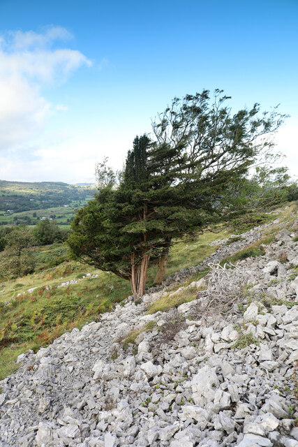 Yew and Ash on Whitbarrow Scar