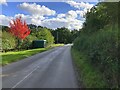 A splash of autumn on Warden Road