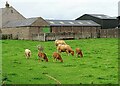 Cows and calves at Berry Edge