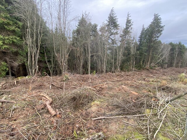 Recent felling on the edge of the forest