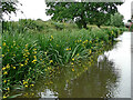 Yellow iris by the Coventry Canal near Fradley South