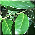 Leaves by the footpath