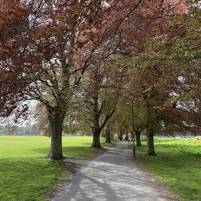 Memorial avenue comes into leaf, St Nicholas Park, Warwick