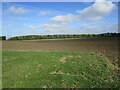 End of an airstrip and trees by Catchwater Drain