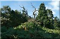 Gnarled old tree near Illington Belt