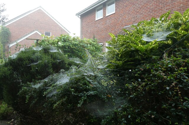 First cobweb day of autumn 2021