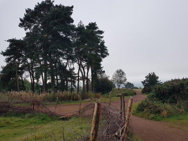 Stand of trees on Clent Hill
