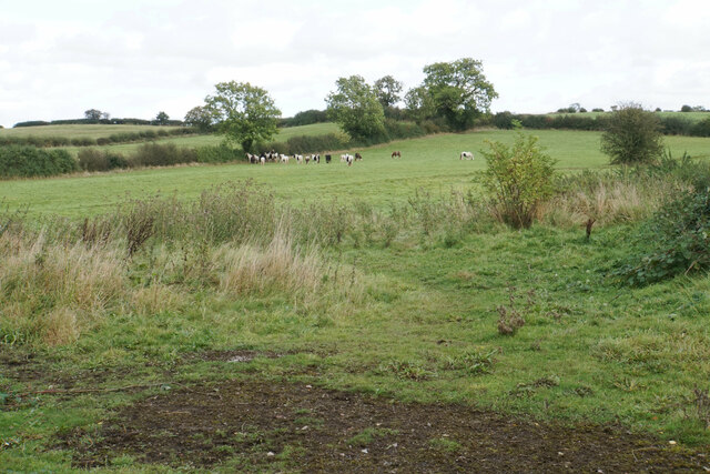 Field of horses near Lane Farm