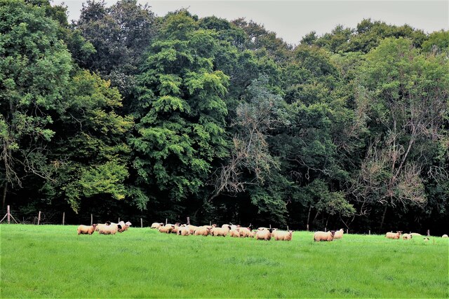Sheep in field by Bodiam Wood at Northlands Manor