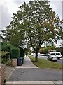 Tree on Lyttelton Road, Hampstead Garden Suburb