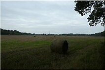 SE4772 : Field of bales near Low Wood by DS Pugh