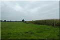 SE4676 : Field boundary beside Low Lane by DS Pugh