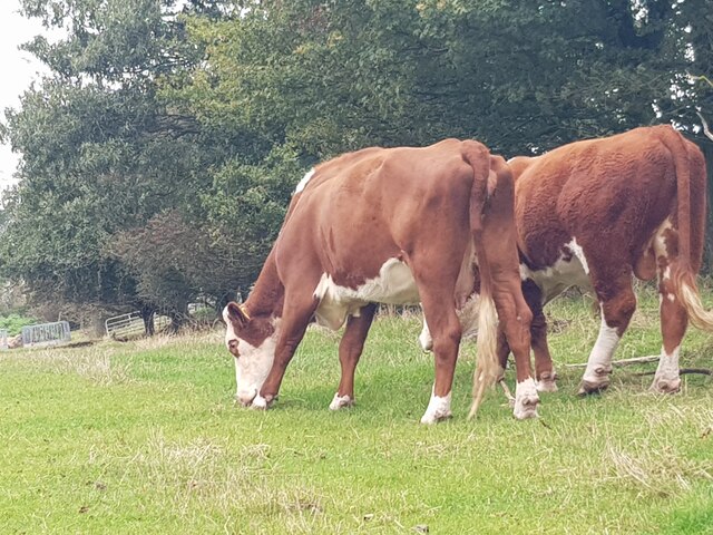 A pair of cows close to the footpath at Walton Pool