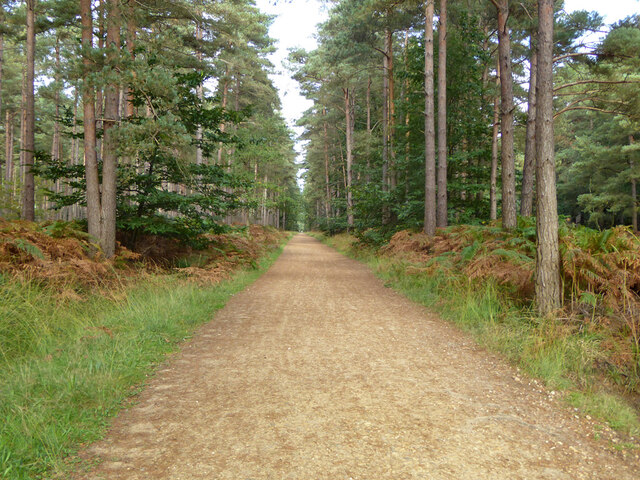 Track, Swinley Forest